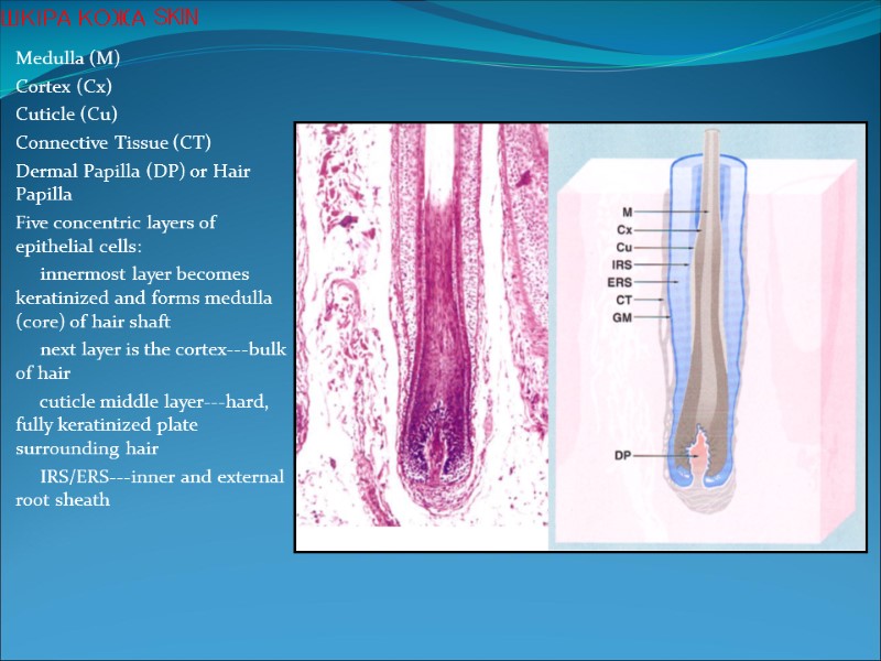 Medulla (M) Cortex (Cx) Cuticle (Cu) Connective Tissue (CT) Dermal Papilla (DP) or Hair